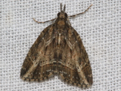 Microdes diplodonta