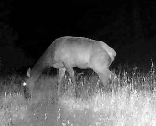 Elk photographed in Nebraska