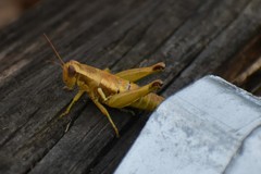 Paraidemona