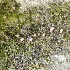 Lasius emarginatus
