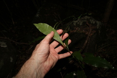 Eupomatia bennettii