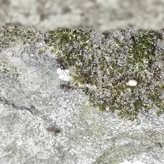 Lasius emarginatus
