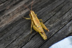 Paraidemona