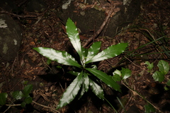 Eupomatia bennettii