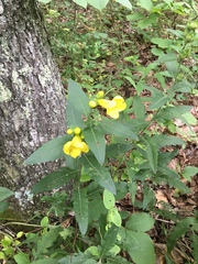 Aureolaria virginica