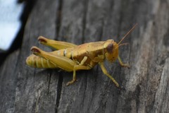 Paraidemona