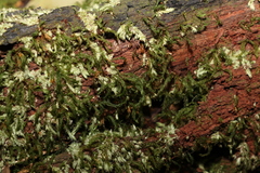 Pyrrhobryum paramattense