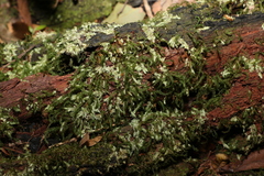 Pyrrhobryum paramattense