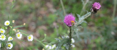 Amegilla florea