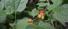 Rubus crataegifolius