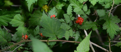 Rubus crataegifolius