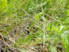 Festuca pseudovina