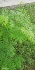 Sorbus aucuparia