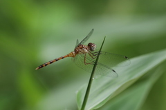 Sympetrum ambiguum