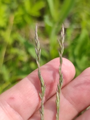 Festuca pseudovina