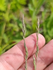 Festuca pseudovina