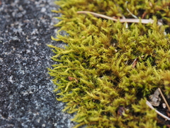 Racomitrium fasciculare