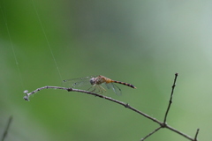 Sympetrum ambiguum