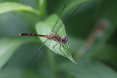 Sympetrum ambiguum