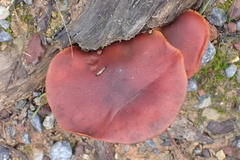 Gymnopilus purpuratus
