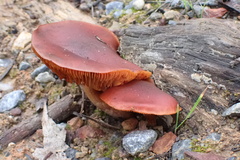 Gymnopilus purpuratus
