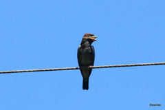 Eurystomus orientalis pacificus