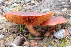 Gymnopilus purpuratus