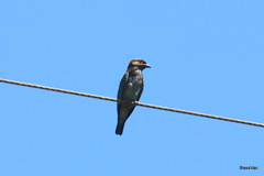 Eurystomus orientalis pacificus