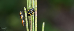 Eurydema gebleri