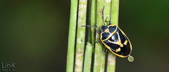 Eurydema gebleri