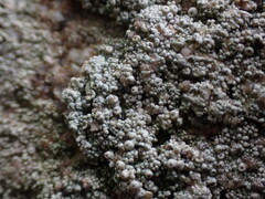 Coccotrema maritimum