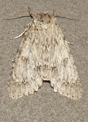 Acronicta rubricoma