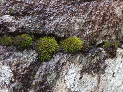 Schistidium maritimum