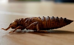 Melligomphus viridicostus