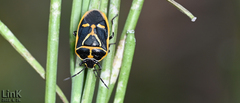 Eurydema gebleri