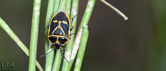 Eurydema gebleri