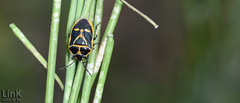 Eurydema gebleri