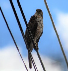 Accipiter cooperii
