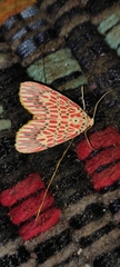 Lepidoptera