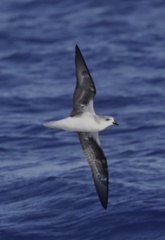 Pterodroma