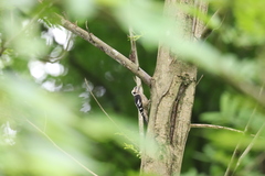 Yungipicus canicapillus