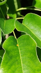 Gymnosporangium tremelloides