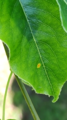 Gymnosporangium tremelloides