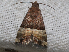 Pseudozarba orthopetes