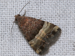 Pseudozarba orthopetes