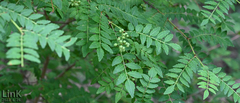 Zanthoxylum piperitum