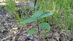 Asclepias variegata