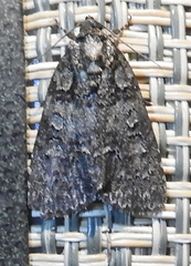 Acronicta increta