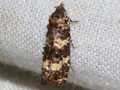 Scolioplecta comptana