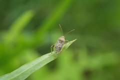 Stictopleurus minutus